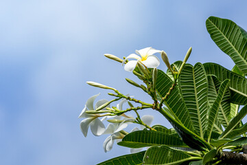 Frangipani flower (Plumeria alba) with green leaves on blurred background. White flowers with yellow at center. Health and spa background. Summer spa concept.