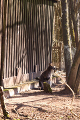 Kangaroo in a cage at the Kaiserslautern Zoo on a sunny spring day in Germany.