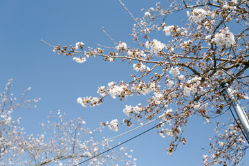 千波公園の桜1