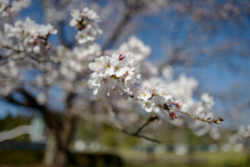 千波公園の桜3