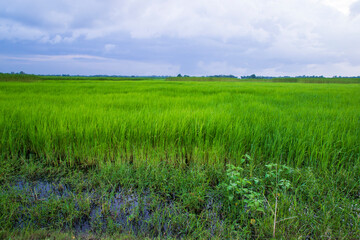 Green  rice agriculture field Landscape view with blue sky in the Countryside of Bangladesh
