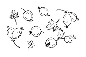 Monochrome grunge print with gooseberry berries.  Perfect for tee, sticker, postcard, poster. Doodle isolated vector illustration.
