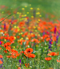 Flowers Red poppies bloom on a wild field. Beautiful field red poppies with selective focus.