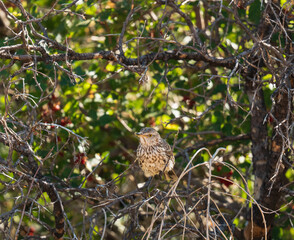 sage thrasher in bush in colorado