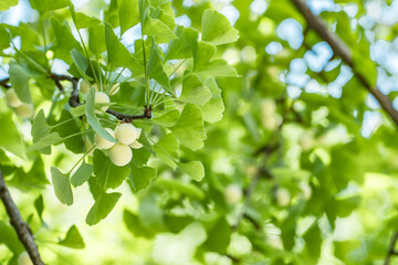 Ginkgo biloba, commonly known as ginkgo or gingko, maidenhair tree. is a species of gymnosperm tree native to China. Chengdu Wuhouci Museum. Wuhou Temple