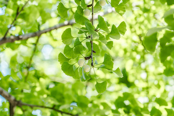 Ginkgo biloba, commonly known as ginkgo or gingko, maidenhair tree. is a species of gymnosperm tree native to China. Chengdu Wuhouci Museum. Wuhou Temple