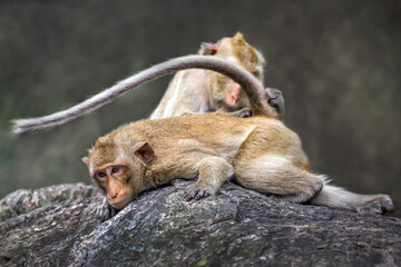 Happy family of macaques in nature.