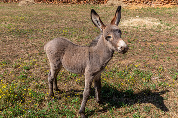 Naklejka na ściany i meble Close-up of a donkey calf. Tabuyo del Monte, Leon, Spain.