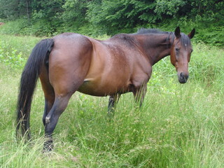 horse standing on a paddock