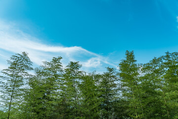  Phyllostachys edulis, the mōsō bamboo, tortoise-shell bamboo, mao zhu. Changqi Town, Chishui City, Guizhou Province, China.