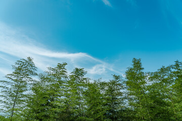 Fototapeta premium Phyllostachys edulis, the mōsō bamboo, tortoise-shell bamboo, mao zhu. Changqi Town, Chishui City, Guizhou Province, China.
