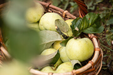 Close-up of basket of yellow-green apples with leafs lying on the ground 