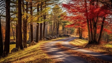 autumn road forest park