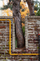 Niche in stone fence for pine tree trunk.