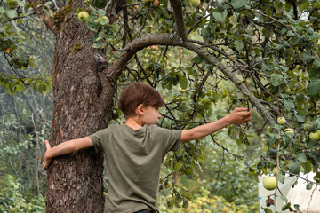 Back view of boy standing on ladder near tree and reaching for an apple 