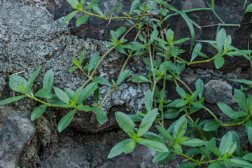 Alternanthera philoxeroides, commonly referred to as alligator weed, is a native species to the temperate regions of South America, Changqi Town, Chishui City, Guizhou Province, China.