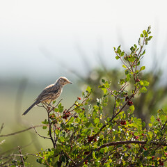 sage thrasher perched in bush in colorado