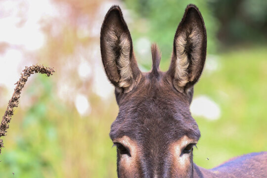 regard de l'&acirc;ne