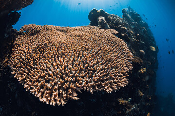 Naklejka na ściany i meble Diving at Liberty shipwreck in Tulamben, Bali. Corals in deep sea on shipwreck