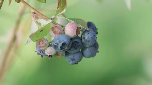 Blueberry shrub (Vaccinium corymbosum) branch with fruits bunch