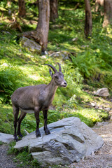 Naklejka na ściany i meble Young capricorn standing on a stone in the forest in summer