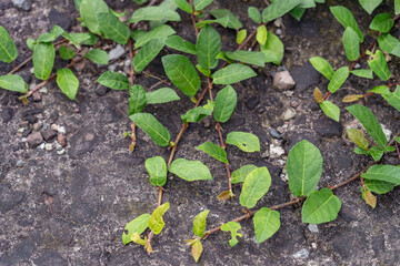 Ficus tikoua is a species of woody plants in the family Moraceae.  Changqi Town, Chishui City, Guizhou Province, China.