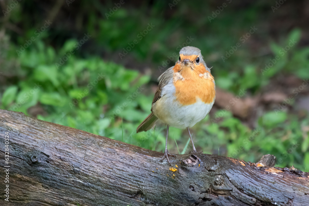 Aufkleber a robin redbreast, erithacus rubecula, is perched on a woodpile in the rain. it is looking forward a