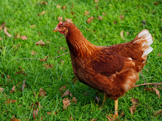 Rhode Island Red On Grass
