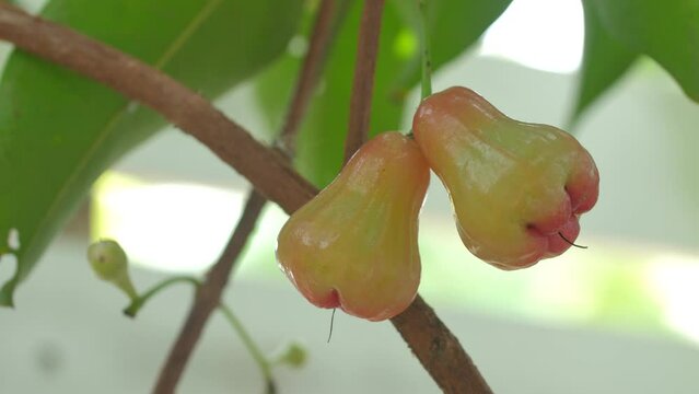 Unripe rose apple on the tree high vitamin fruit