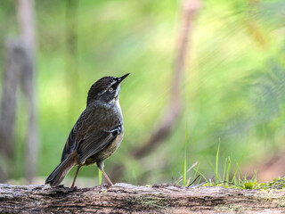  White Throated Tree Creeper