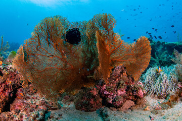 Coral reefs - amazing sea life of Tulamben, Bali, Indonesia.
