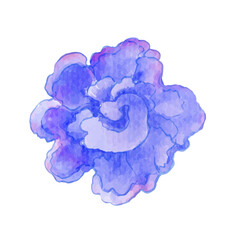 color coral watercolor illustration