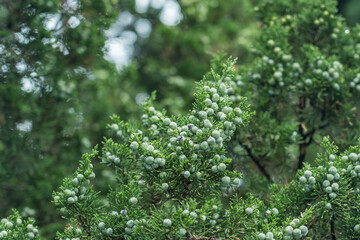 Juniperus chinensis, the Chinese juniper is a species of plant in the cypress family Cupressaceae,  South Korea, Seoul, Sejongno, Gyeongbokgung
