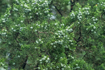 Fototapeta na wymiar Juniperus chinensis, the Chinese juniper is a species of plant in the cypress family Cupressaceae, South Korea, Seoul, Sejongno, Gyeongbokgung 