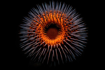 Elegant Sea Urchin