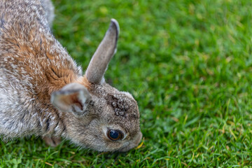 Hase auf Norderney