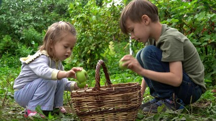 Side view of enthusiastic children sitting in garden and collecting apples into basket 