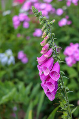Digitalis purpurea foxglove flowers close up in the park wallpaper