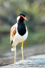 Asian, Red-wattled lapwing