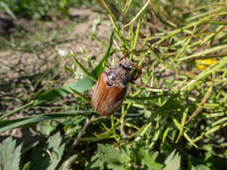 European cockchafer, Maybug or doodlebug (Melolontha hippocastani) crawlingona plant in bright sunlight in summer