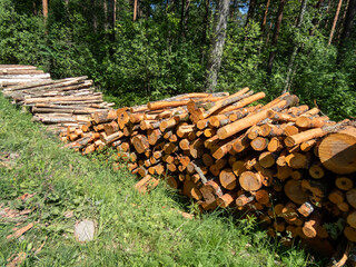 Big pile of cut down tree logs laying on the ground in a ditch in the forest on a sunny day. Deforestation concept