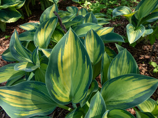 Hosta 'June' growing in the garden with distinctive gold leaves with striking blue-green irregular...