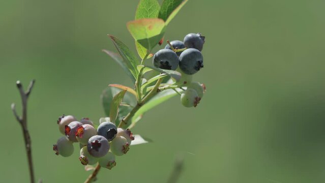 Ripening blue berries on the shrub twig