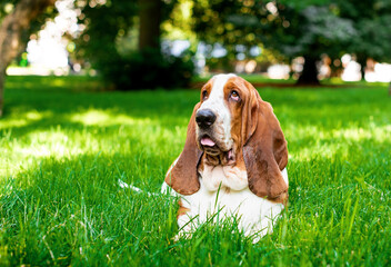 A dog of the basset hound breed lies on green grass against a background of trees. The dog has long ears and sad eyes. He looks up and shows his tongue. The photo is blurred.