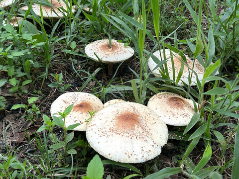 Poisonous mushroom Chlorophyllum molybdites  natural blooming white flowers in grass field ,Thailand.
