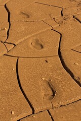 Cracked, dried mud with moccasin prints in the dirt, Flagstaff, Arizona.