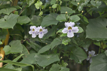 Thunbergia grandiflora is an evergreen vine in the family Acanthaceae. It is native to China, India, Nepal, Bangladesh, Indonesia and Myanmar and widely naturalised elsewhere.
