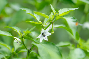 Chili peppers (also chile, chile pepper, chilli pepper, or chilli) , are varieties of the berry-fruit of plants from the genus Capsicum, Changqi Town, Chishui City, Guizhou Province, China. 
