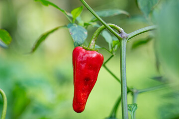 Chili peppers (also chile, chile pepper, chilli pepper, or chilli) , are varieties of the berry-fruit of plants from the genus Capsicum, Changqi Town, Chishui City, Guizhou Province, China. 