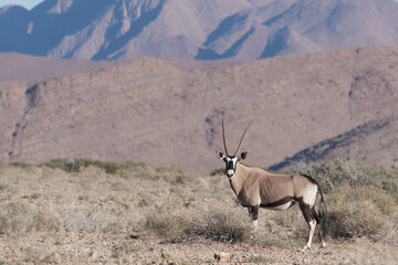 Scenic view of the Oryx gazella standing in front of the mountains in the Namib Naukluft National...